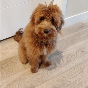 Meet your Posher, Huong